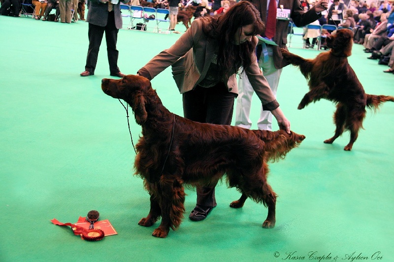 Crufts2011 285a.jpg